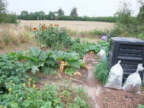 top of potato patch with fruit area behind 