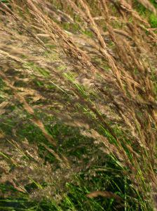 Miscanthus sinensis 'Gracilimus' flower (28/08/2009)