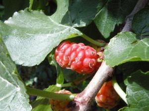 Morus nigra immature fruit (10/07/2011, London)