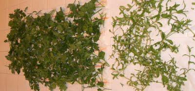 Drying Herbs & Freezing Pesto