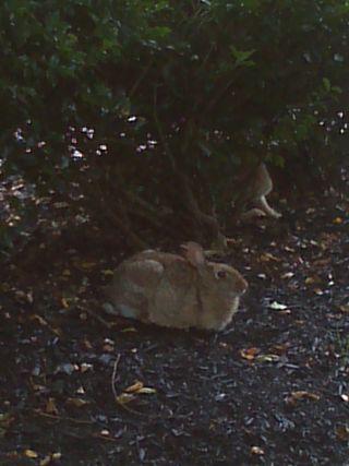 Bunny at Rest