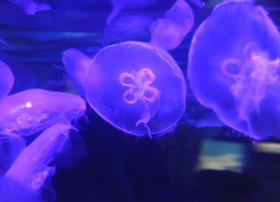 California Academy of Sciences, San Francisco