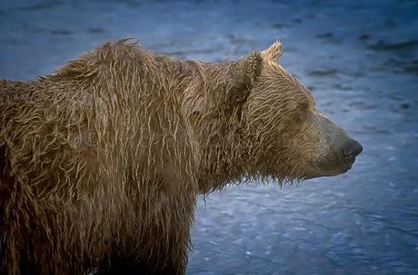 PHOTOGRAPHING ALASKA AND THE GRIZZLIES