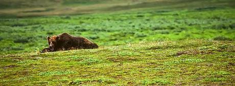 PHOTOGRAPHING ALASKA AND THE GRIZZLIES