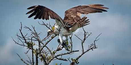 OSPREYS: UNIQUE BIRDS OF PREY