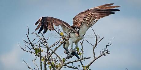 OSPREYS: UNIQUE BIRDS OF PREY