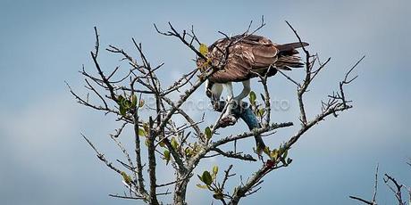 OSPREYS: UNIQUE BIRDS OF PREY