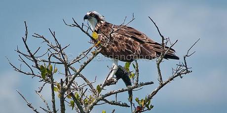 OSPREYS: UNIQUE BIRDS OF PREY