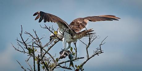 OSPREYS: UNIQUE BIRDS OF PREY