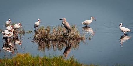 THE SACRED IBIS AND THE AMERICAN WHITE IBIS!!!!!