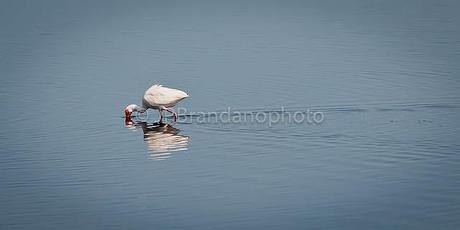 THE SACRED IBIS AND THE AMERICAN WHITE IBIS!!!!!