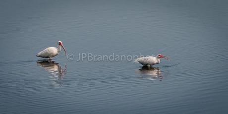 THE SACRED IBIS AND THE AMERICAN WHITE IBIS!!!!!