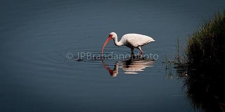 THE SACRED IBIS AND THE AMERICAN WHITE IBIS!!!!!