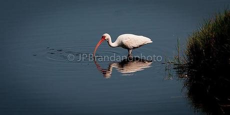 THE SACRED IBIS AND THE AMERICAN WHITE IBIS!!!!!