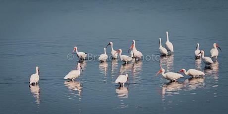 THE SACRED IBIS AND THE AMERICAN WHITE IBIS!!!!!