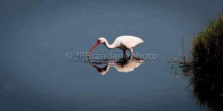 THE SACRED IBIS AND THE AMERICAN WHITE IBIS!!!!!