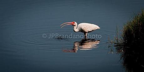 THE SACRED IBIS AND THE AMERICAN WHITE IBIS!!!!!