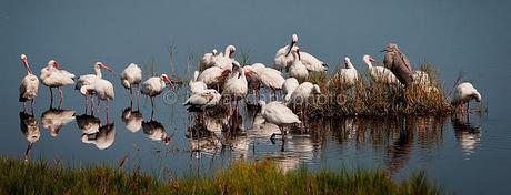 THE SACRED IBIS AND THE AMERICAN WHITE IBIS!!!!!