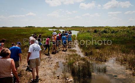 EVERGLADES AND ITS ENEMIES:  PART 2