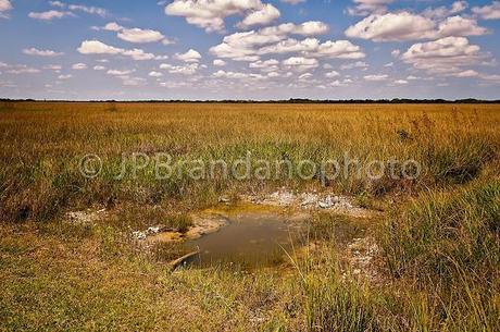 EVERGLADES AND ITS ENEMIES:  PART 2