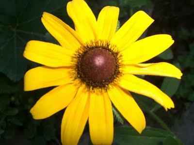 Our Flowers in August