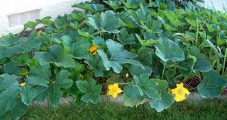 Our Flowers in August