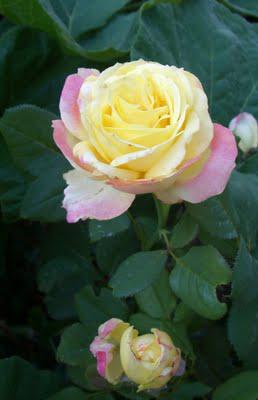 Our Flowers in August