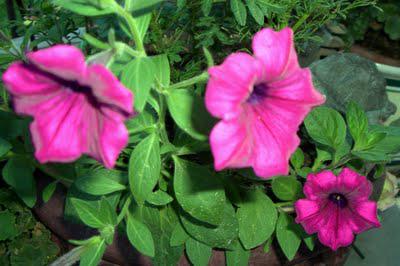 Our Flowers in August