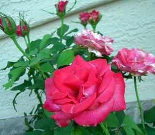 Our Flowers in August