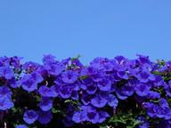 Our Flowers in August