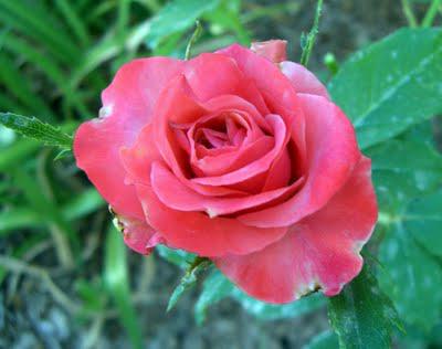 Our Flowers in August