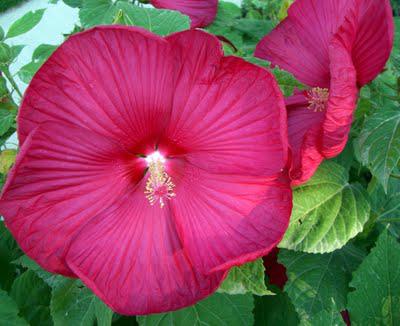 Our Flowers in August