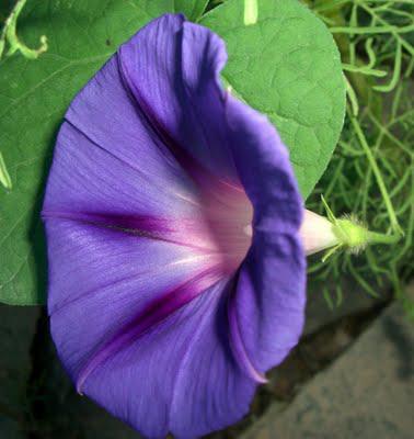 Our Flowers in August