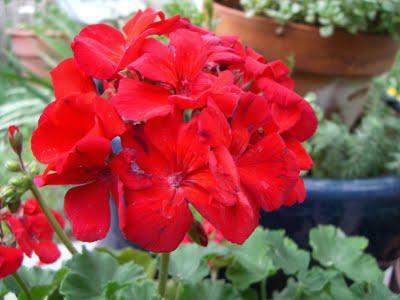 Our Flowers in August