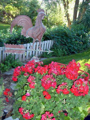 Our Flowers in August