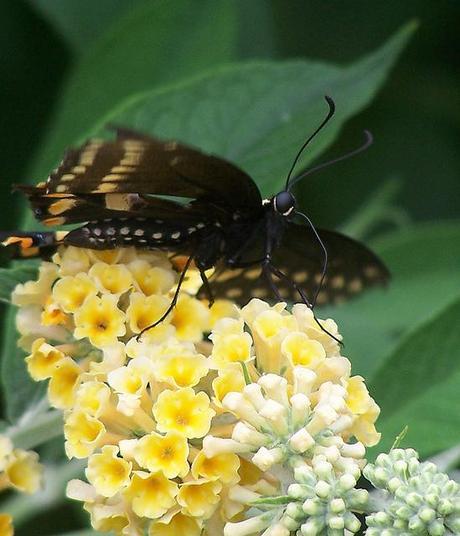 black swallowtail butterfly (Papilio Polyxenes)