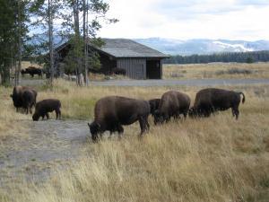 Going to Wyoming and Missing Yellowstone - A Travesty