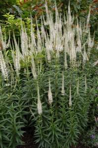 Veronicastrum virginicum 'Album' (10/07/2011, London)