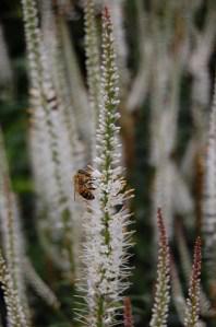 Veronicastrum virginicum 'Album'. flower (10/07/2011, London)