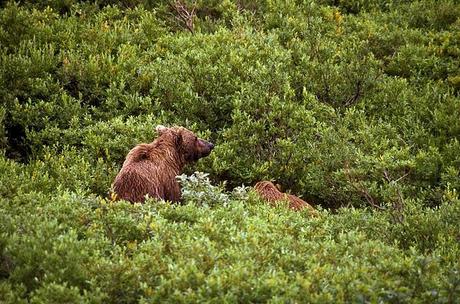 PHOTOGRAPHING THE GRIZZLY BEAR IN ALASKA