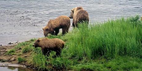 PHOTOGRAPHING THE GRIZZLY BEAR IN ALASKA