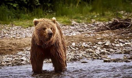 PHOTOGRAPHING THE GRIZZLY BEAR IN ALASKA