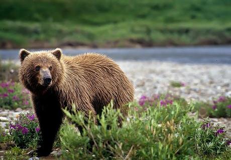 PHOTOGRAPHING THE GRIZZLY BEAR IN ALASKA