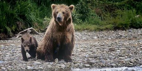 PHOTOGRAPHING THE GRIZZLY BEAR IN ALASKA