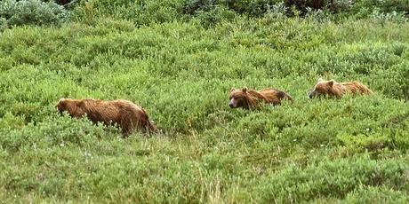 PHOTOGRAPHING THE GRIZZLY BEAR IN ALASKA