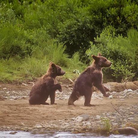 PHOTOGRAPHING THE GRIZZLY BEAR IN ALASKA