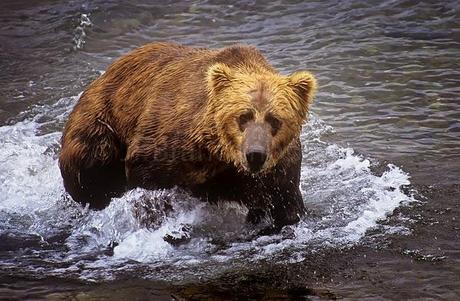 PHOTOGRAPHING THE GRIZZLY BEAR IN ALASKA