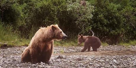 PHOTOGRAPHING THE GRIZZLY BEAR IN ALASKA