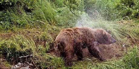 PHOTOGRAPHING THE GRIZZLY BEAR IN ALASKA