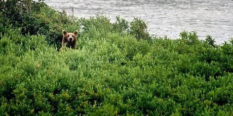 PHOTOGRAPHING THE GRIZZLY BEAR IN ALASKA